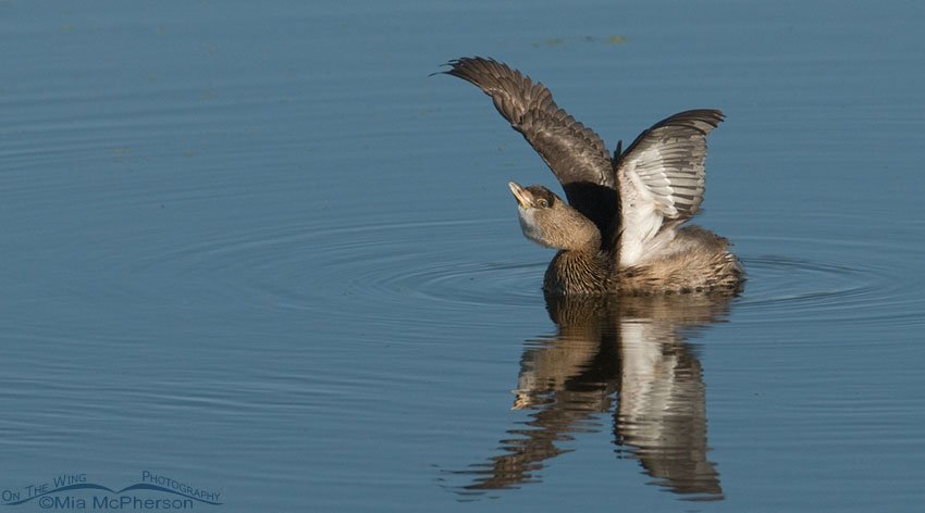 Pied-billed Grebe Wing Lift at Farmington Bay WMA, Davis County, Utah