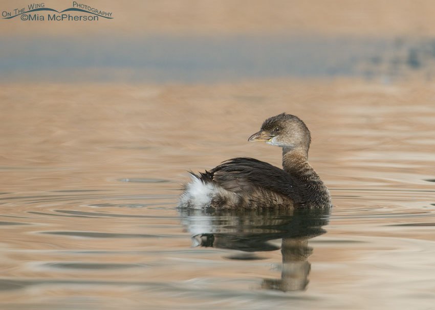Pied-billed Grebe head turn, Salt Lake County, Utah