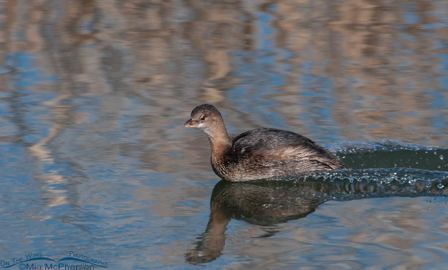 Pied-billed Grebe and its wake, Farmington Bay WMA, Davis County, Utah