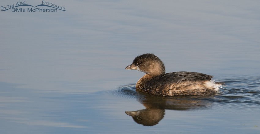 Pied-billed Grebe at Farmington Bay WMA, Utah