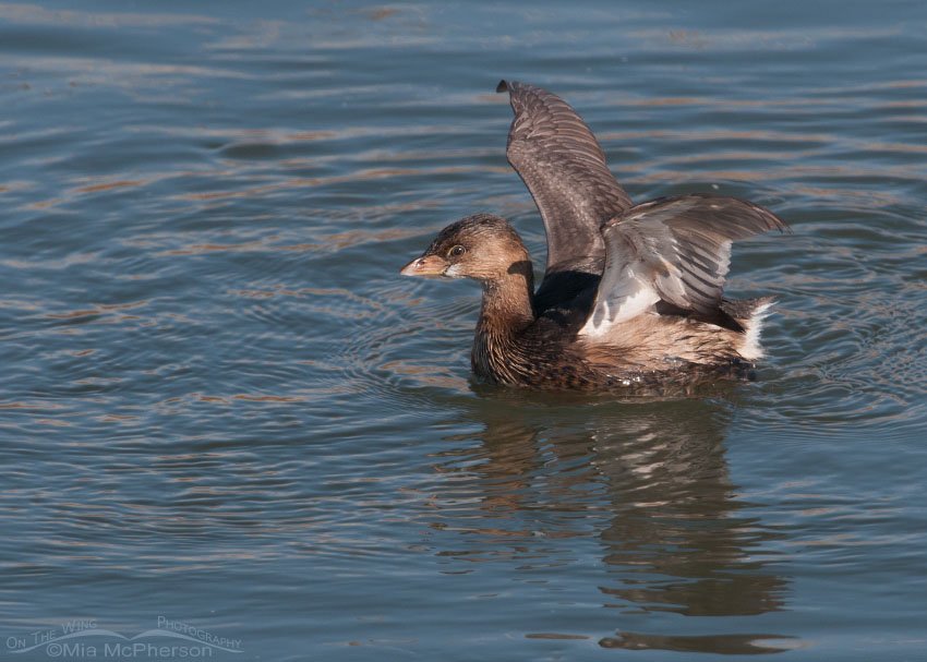 Pied-billed Grebe wing lift at Farmington Bay WMA, Davis County, Utah