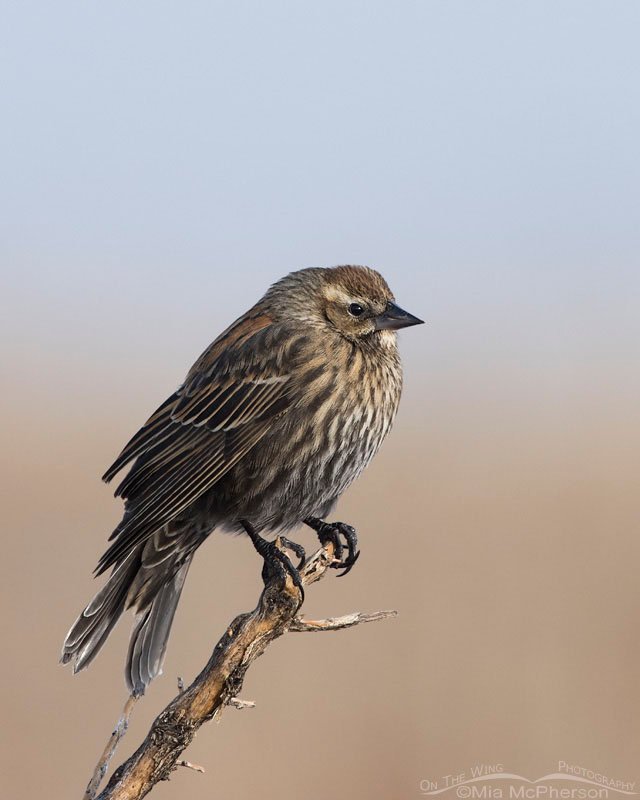Red-winged Blackbird female on a January morning perched on a branch on Antelope Island State Park, Davis County, Utah