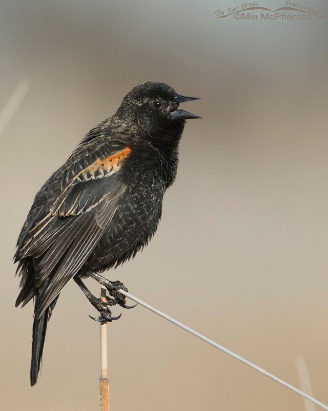 Young Red-winged Blackbird male singing at Farmington Bay WMA, Davis County, Utah