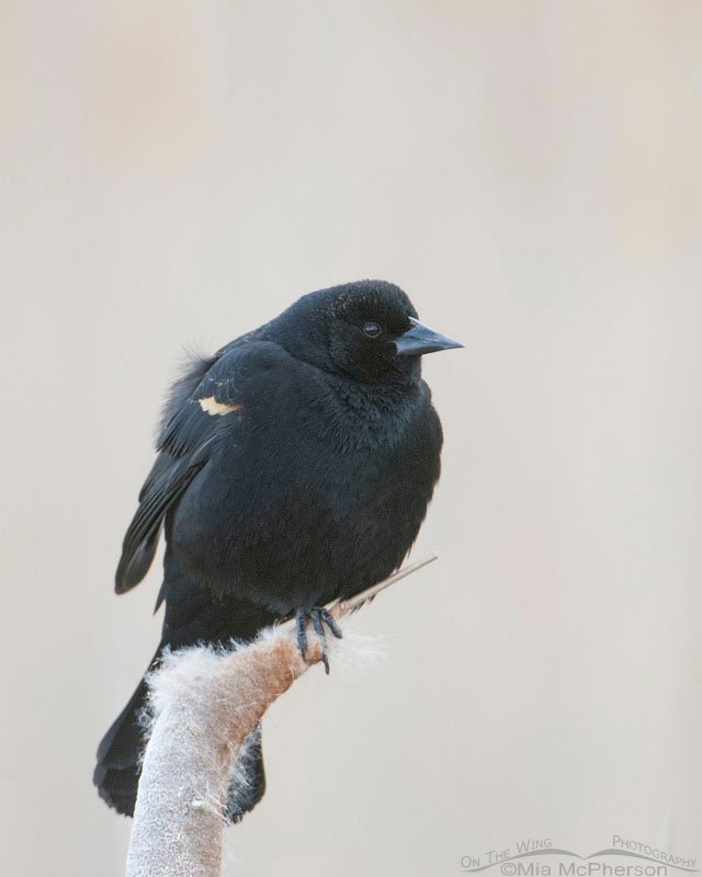 Red-winged Blackbird male in low light, Farmington Bay WMA, Davis County, Utah