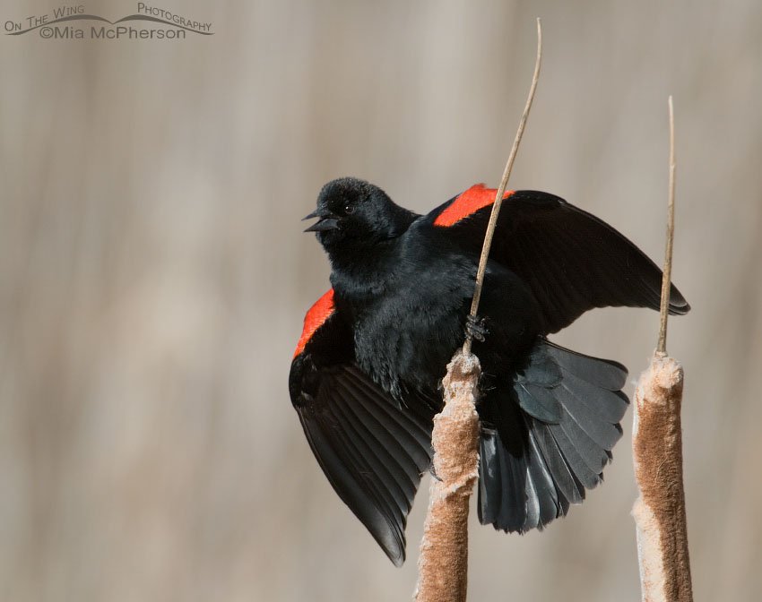 Male Red-winged Blackbird singing on cattails, Farmington Bay WMA, Davis County, Utah