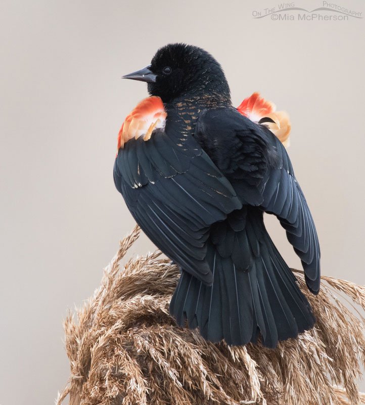 Red-winged Blackbird male displaying, Farmington Bay WMA, Davis County, Utah