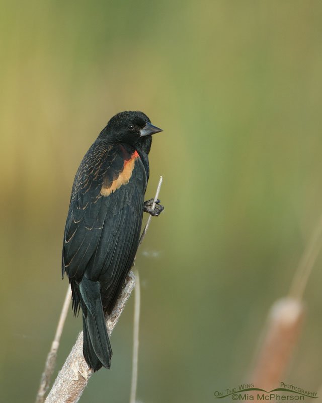 Red-winged Blackbird male in the marshes, Farmington Bay WMA, Davis County, Utah