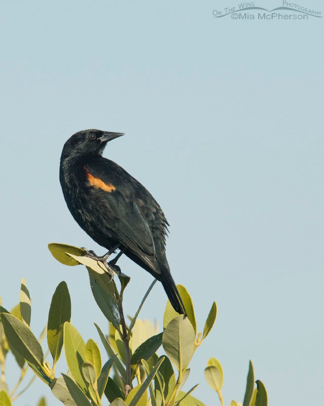 Male Red-winged Blackbird in profile, Fort De Soto County Park, Pinellas County, Florida