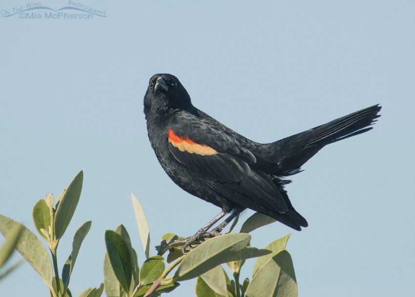Red-winged Blackbird with a Don't mess with me look! Fort De Soto County Park, Pinellas County, Florida