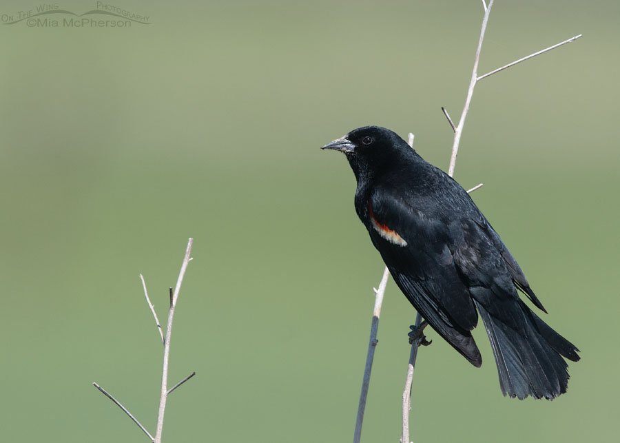 Red-winged Blackbird male with a spring green background Red-winged Blackbird male with a spring green background, Bear River Migratory Bird Refuge, Box Elder County, Utah