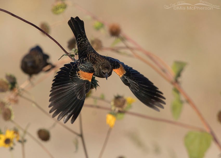 Immature male Red-winged Blackbird diving towards the ground, Antelope Island State Park, Davis County, Utah