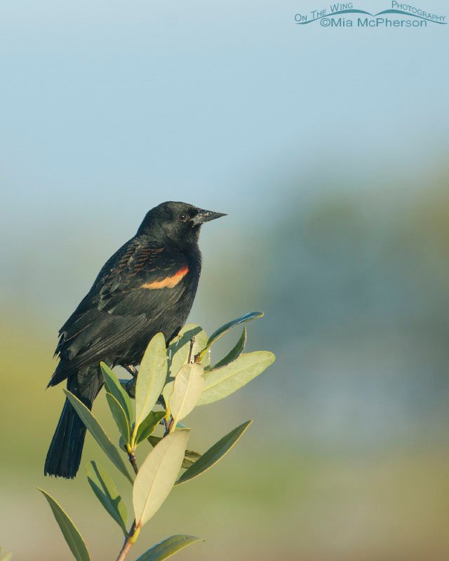 Male Red-winged on mangrove in early morning light at the north beach of Fort De Soto County Park
