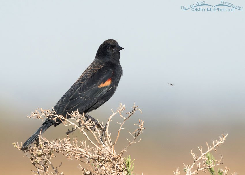 Red-winged Blackbird and a Midge, Farmington Bay WMA, Davis County, Utah