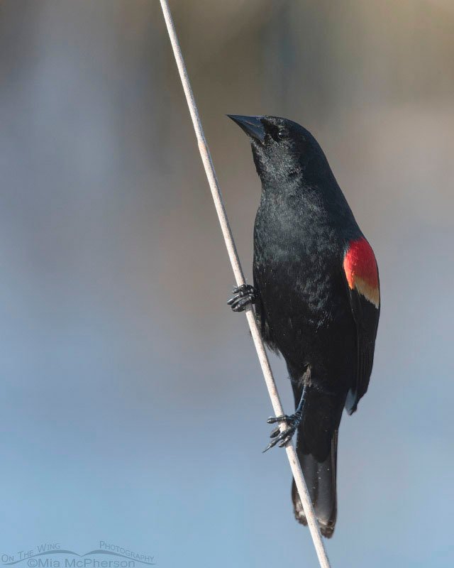 Sleek male Red-winged Blackbird, Bear River Migratory Bird Refuge, Box Elder County, Utah