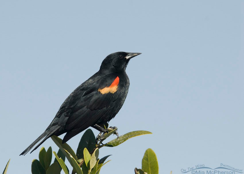 Red-winged Blackbird against clear blue sky at the north beach of Fort De Soto County Park, Pinellas County, Florida