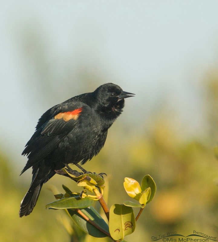 Male Red-winged Blackbird about to burst forth in song at Fort De Soto County Park, Florida