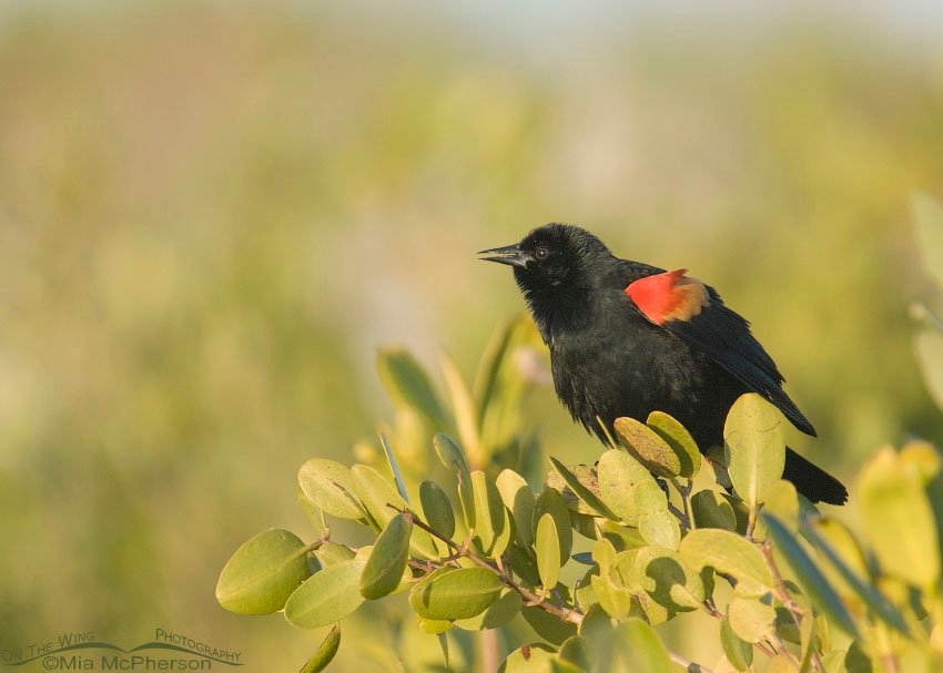 Red-winged Blackbird glows in morning light at Fort De Soto County Park, Pinellas County, Florida