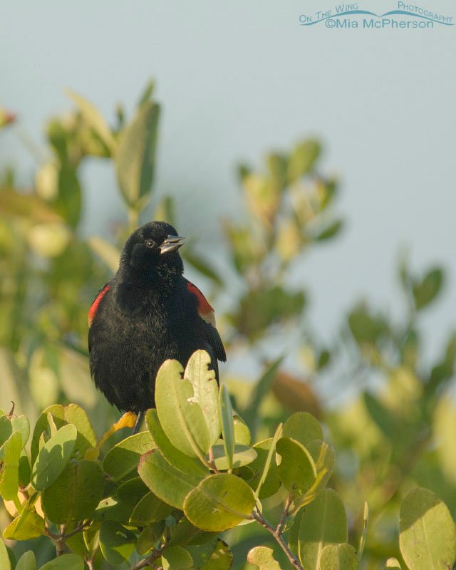 Male Red-winged Blackbird in early morning light from the top of a mangrove Fort De Soto County Park in Pinellas County, Florida