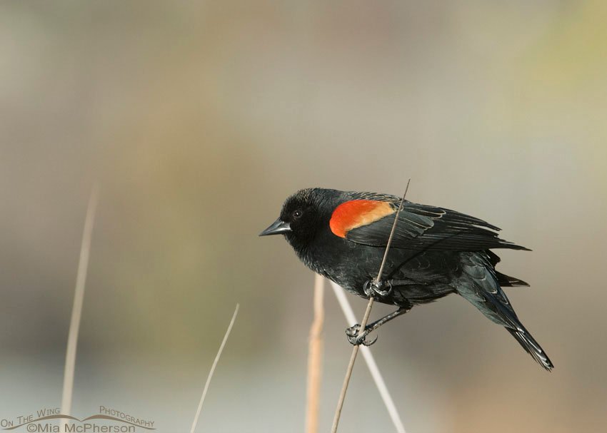 Male Red-winged perched on a cattail in Salt Lake County.