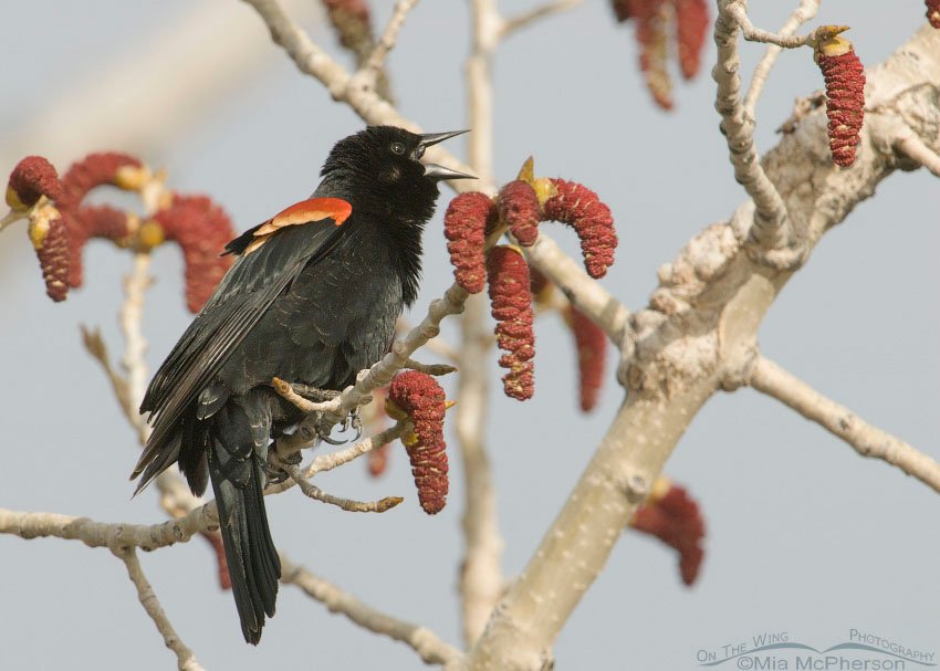 Spring time Red-winged Blackbird in Salt Lake County, Utah