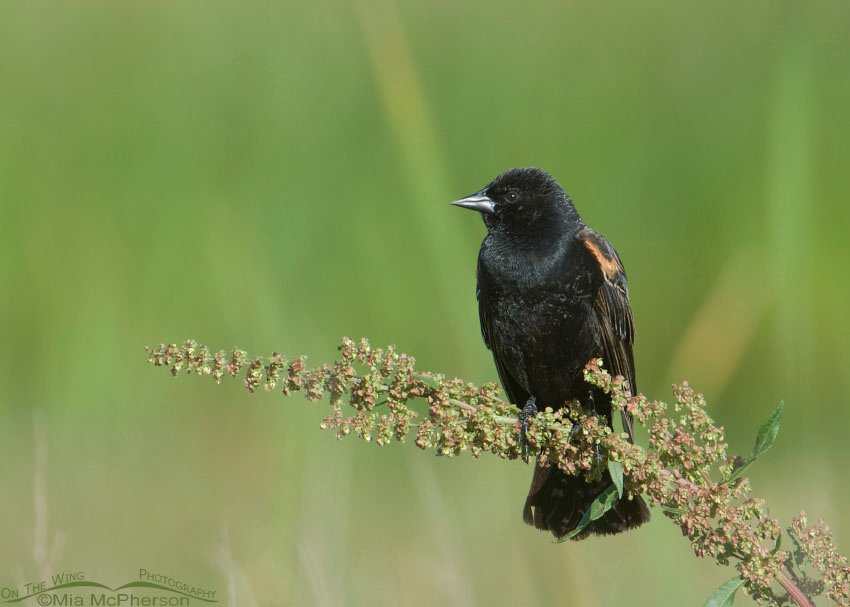 Red-winged Blackbird male on Curly Dock, Farmington Bay WMA, Davis County, Utah