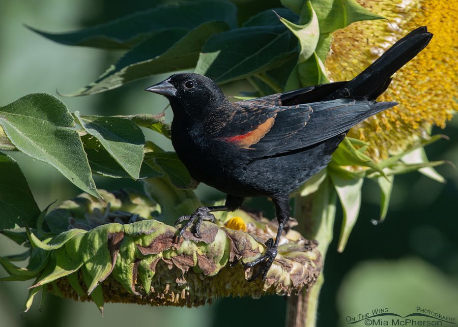 Male Red-winged Blackbird perched on a sunflower, Farmington Bay WMA, Davis County, Utah