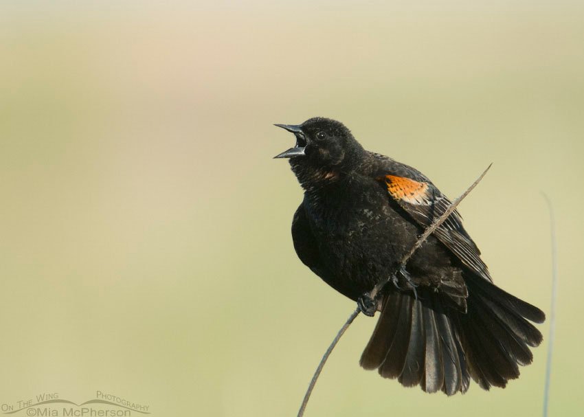 Young male Red-winged Blackbird singing on a cattail at Farmington Bay WMA, Utah