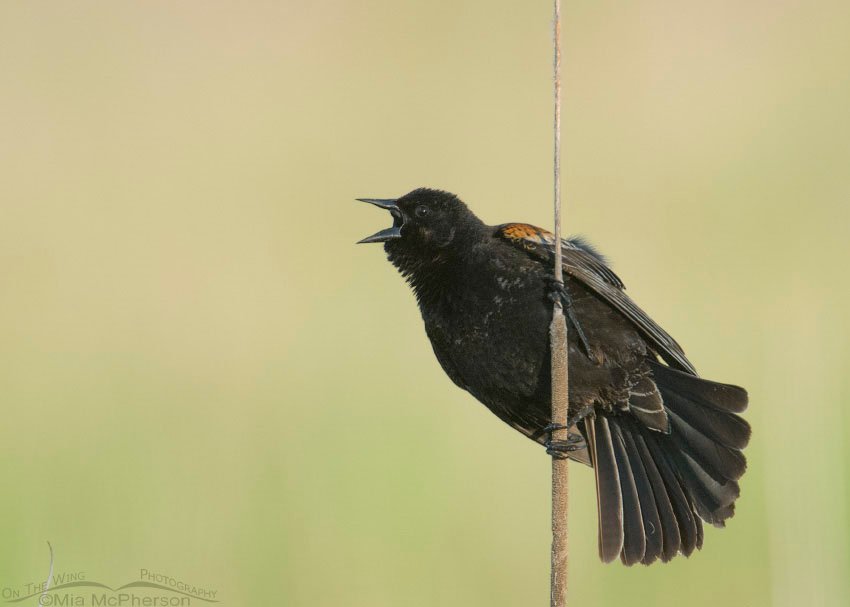 Young male Red-winged Blackbird at Farmington Bay, Utah