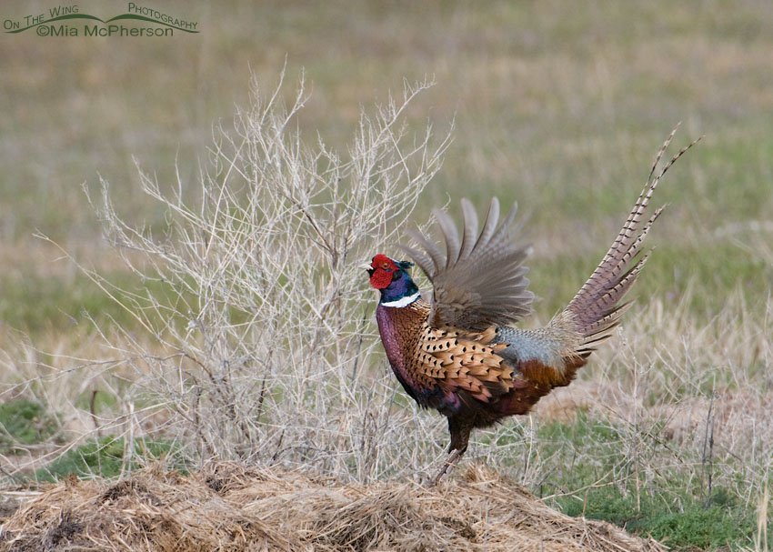 Male Ring-necked Pheasant displaying in Box Elder County, Utah