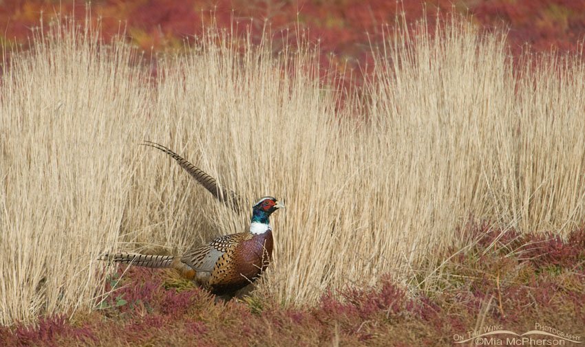 Ring-necked Pheasant male in autumn grasses and pickleweed, Farmington Bay WMA, Davis County, Utah
