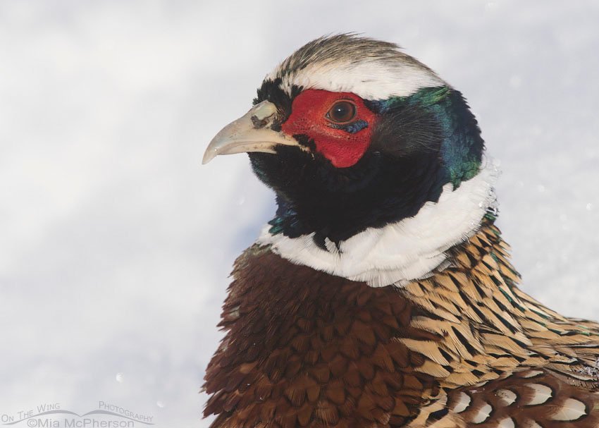 Ring-necked Pheasant Images