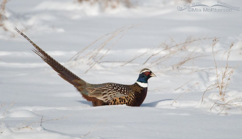 Male Ring-necked Pheasant in the snow at Farmington Bay WMA, Utah