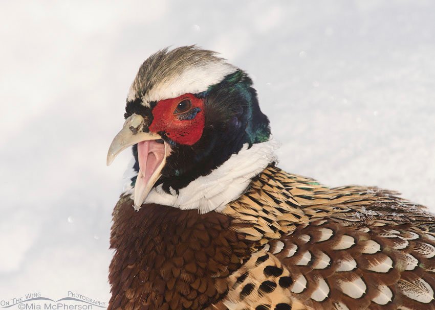 Ring-necked Pheasant yawning in the snow at Farmington Bay WMA in Davis County, Utah
