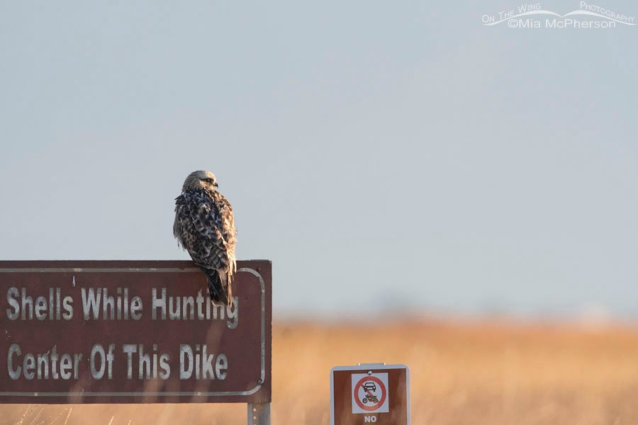 Second of Year Rough-legged Hawk, Bear River Migratory Bird Refuge, Box Elder County, Utah