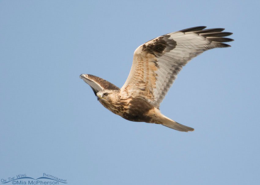 Rough-legged Hawk flyby on a crisp, clear day, Antelope Island State Park, Davis County, Utah