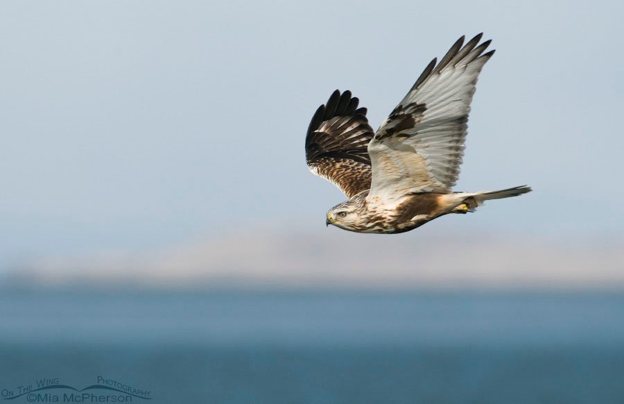 Rough-legged Hawk in flight over the Great Salt Lake, Antelope Island State Park, Davis County, Utah