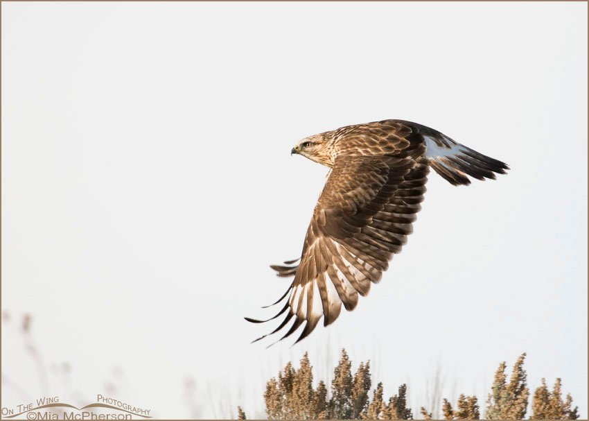 Rough-legged Hawk not long after take off on a cloudy day, Antelope Island State Park, Davis County, Utah