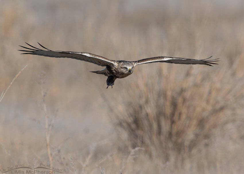 Immature Rough-legged Hawk in flight with prey, Farmington Bay WMA, Davis County, Utah