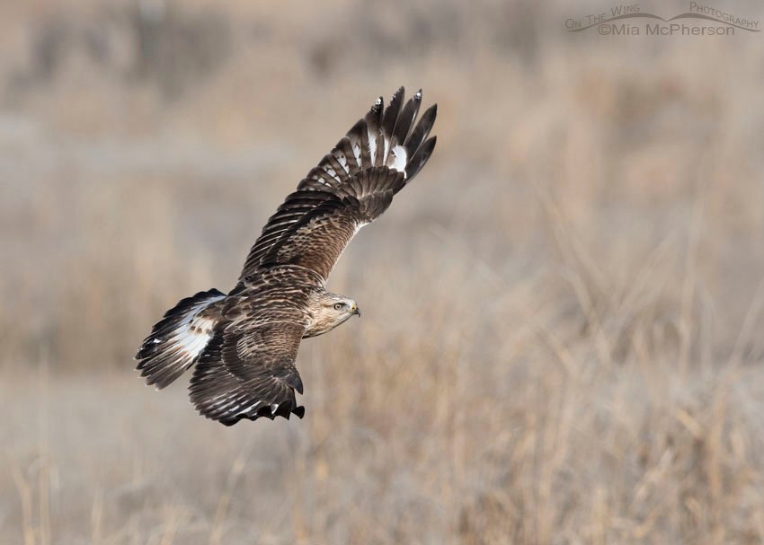 Immature Rough-legged Hawk in flight over a field, Farmington Bay WMA, Davis County, Utah