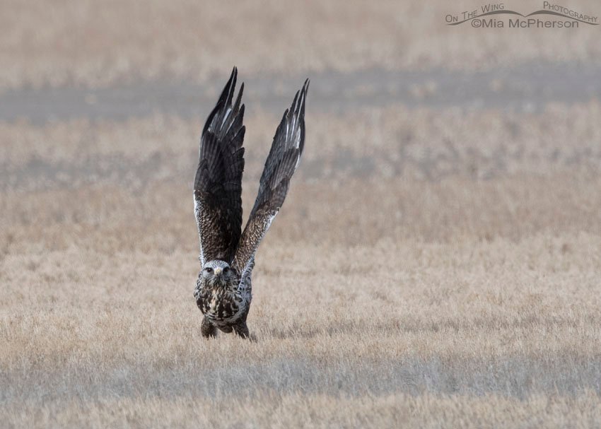 Rough-legged Hawk lift off from the ground, Bear River Migratory Bird Refuge, Box Elder County, Utah