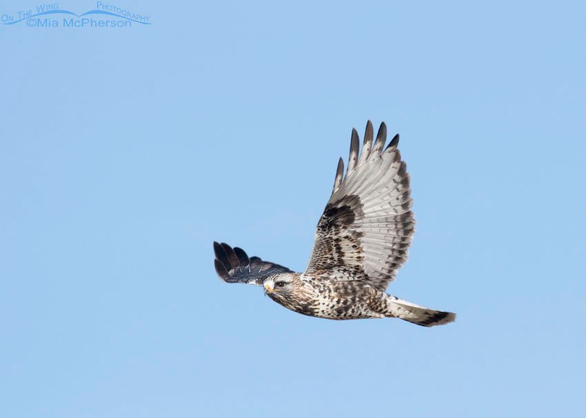Male Rough-legged Hawk in flight in a clear blue sky, Box Elder County, Utah