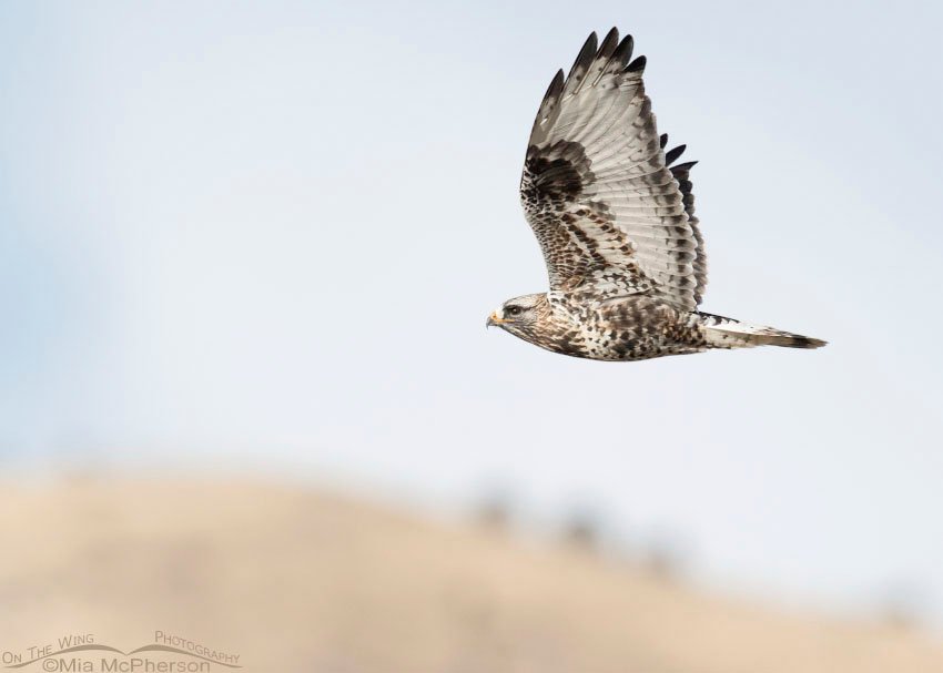 Male Rough-legged Hawk in flight in front of a cloud, Box Elder County, Utah