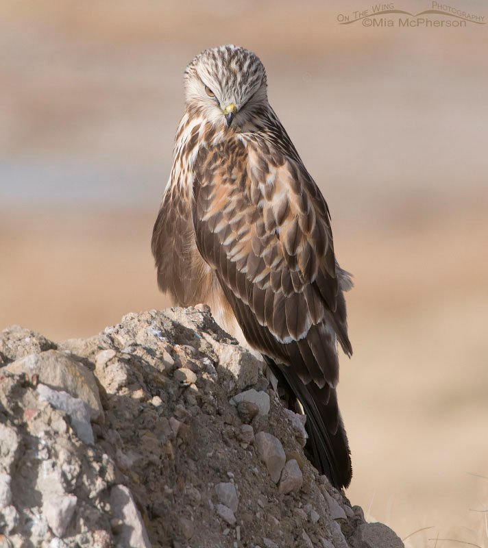Such a serious looking Rough-legged Hawk, Antelope Island State Park, Davis County, Utah