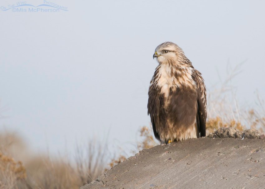 Rough-legged Hawk perched on a slab of concrete, Antelope Island State Park, Davis County, Utah