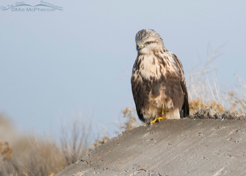 Concrete perch for a Rough-legged Hawk, Antelope Island State Park, Davis County, Utah