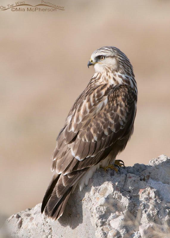 Profile view of a Rough-legged Hawk's face, Antelope Island State Park, Davis County, Utah
