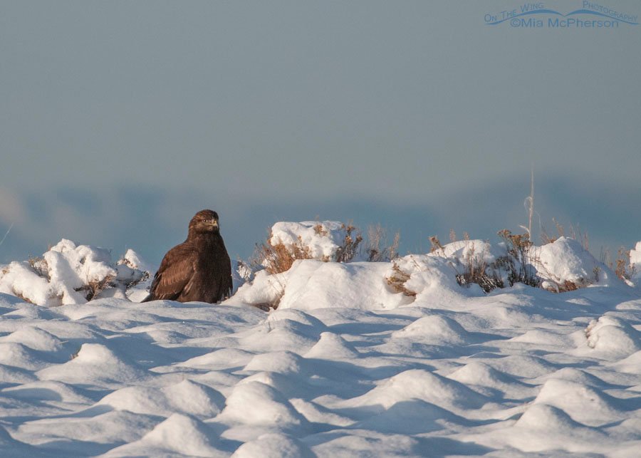 Dark morph Rough-legged Hawk resting on snow-covered ground, Antelope Island State Park, Davis County, Utah