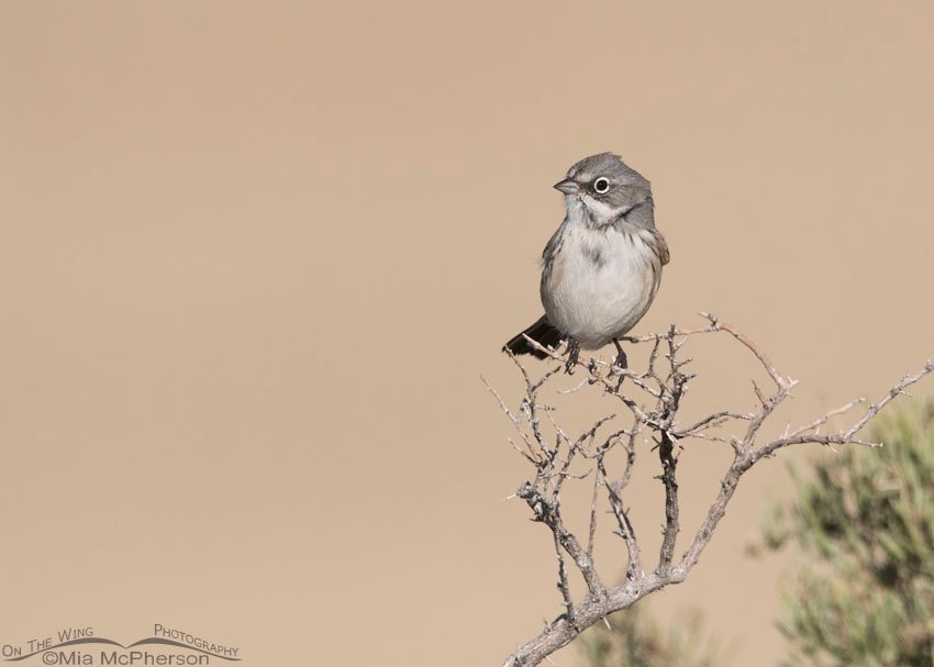Sagebrush Sparrow perched on a dead greasewood branch, Antelope Island State Park, Davis County, Utah