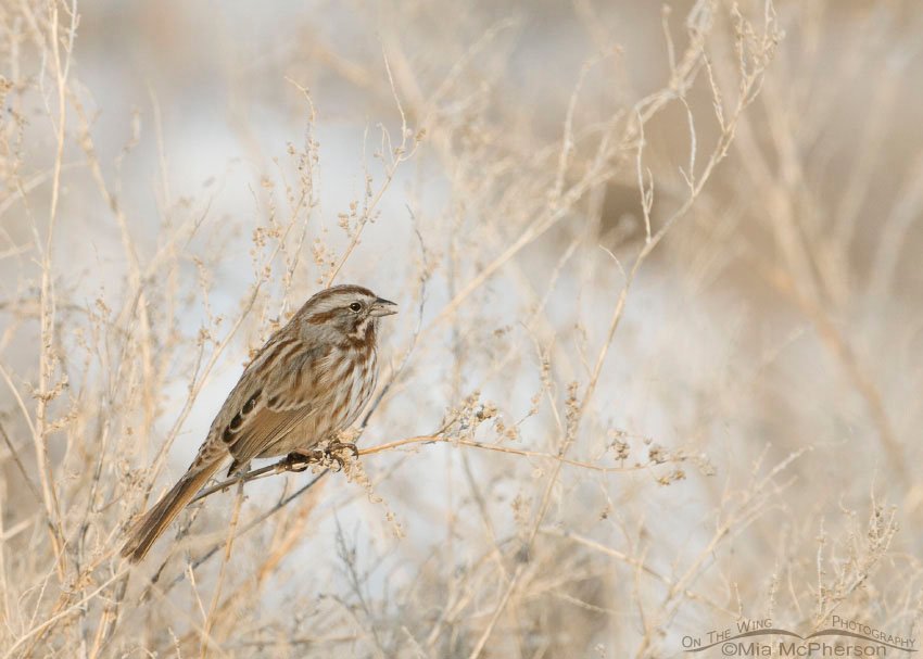 Song Sparrow eating seeds, Farmington Bay WMA, Davis County, Utah