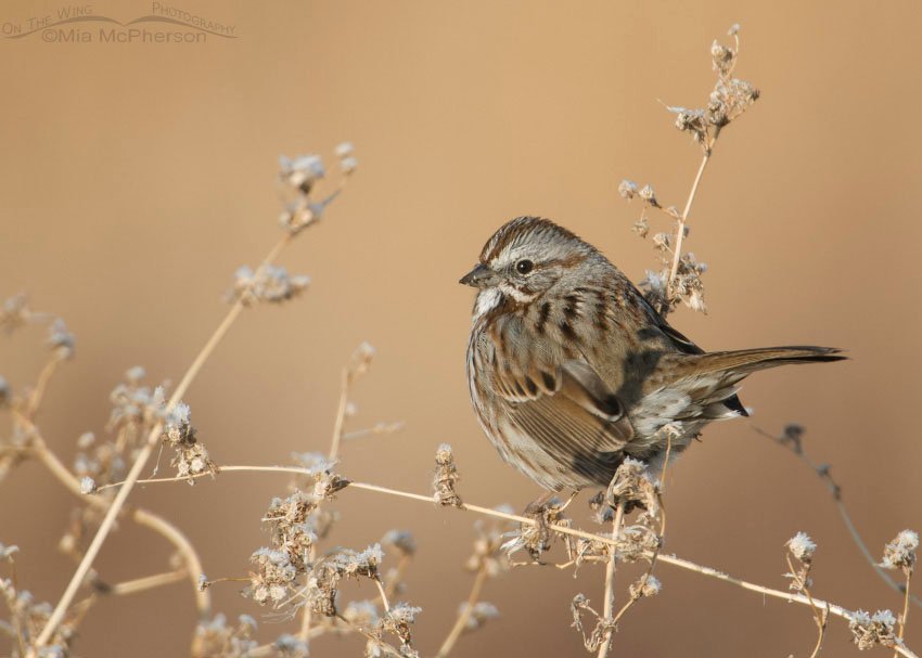 Song Sparrow in the fall, Farmington Bay WMA, Davis County, Utah
